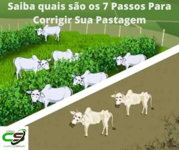 saiba quais sao os 7 passos para corrigir sua pastagem 1