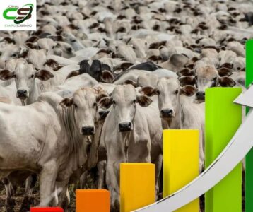 sinal vermelho para a bezerrada recuo de r 192 cabeca poe reposicao em alerta