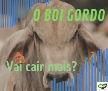 vai cair mais o preco da arroba