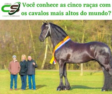 Você conhece as cinco raças com os cavalos mais altos do mundo? 1 Você conhece as cinco raças com os cavalos mais altos do mundo?