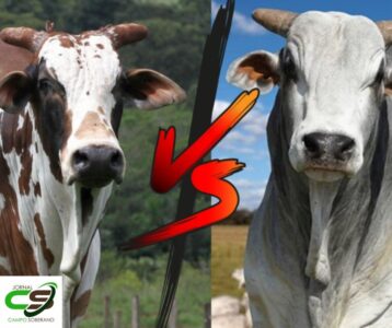 voce conhece o nelore pintado