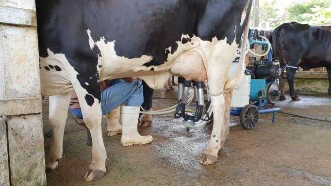 09041231 leite embr optimized