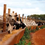 Sal Para Gado 3 1 Vaca- Descubra Agora 7 Doenças Que Matam Vacas De Leite