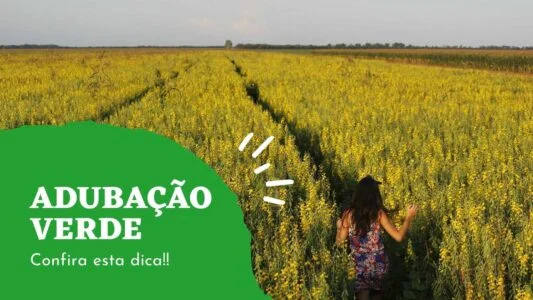 adubacao verde qual leguminosa para te dar mais lucro