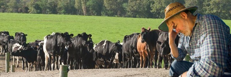 Atividade Leiteira está 11,2% Mais Cara Este Ano