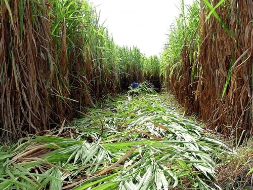 Qual variedade de Silo é melhor, de Milho ou Capim Capiaçu