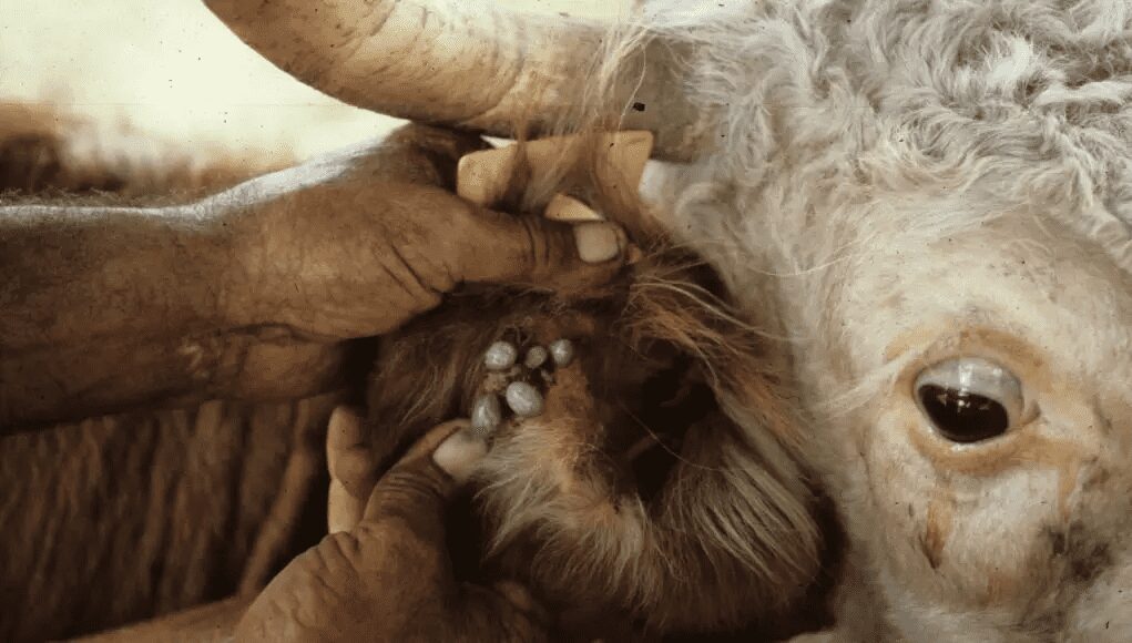 Carrapato - 4 Maneiras de Combate Eficiente 1 Carrapato – 4 Maneiras de Combate Eficiente