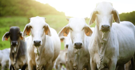 O mercado físico de Boi Gordo