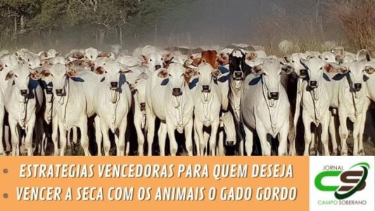 estrategias vencedoras para quem deseja vencer a seca com os animais o gado gordo
