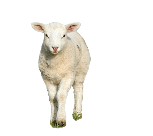kisspng sheep goat clip art 5ae2acd4b156e0.1477887115248048207264 removebg preview