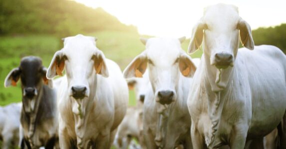 Mercado do Bezerro - Segue 2 semanas de quedas