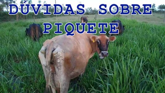 Piquete Para Gado - Tem Qual Duvidas ?