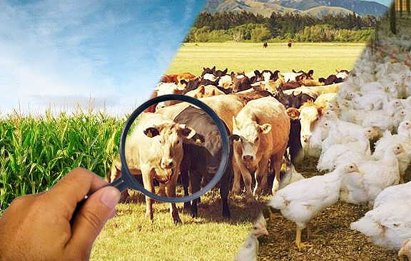 Boi - O Boi Voltara a ter Força no Mercado Editar com Elementor