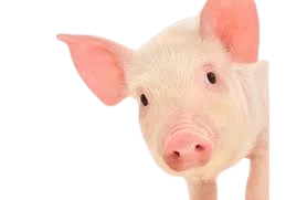 Raças de Suinos Melhores Para Começar a Criar