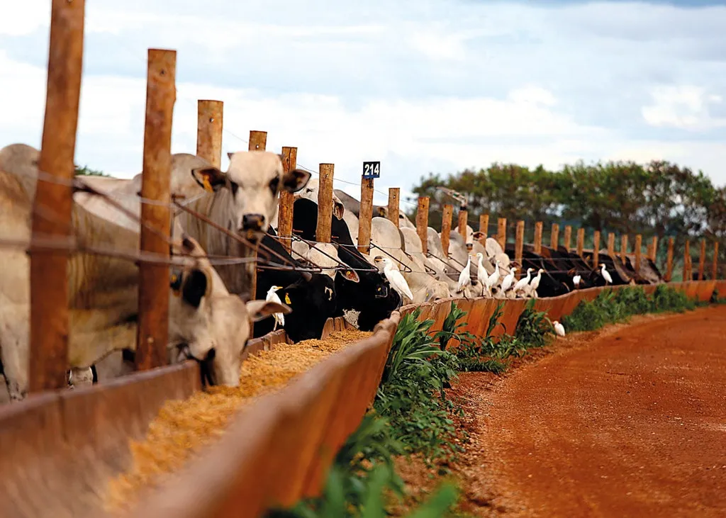 sal proteinado o que e para que serve como fornecer