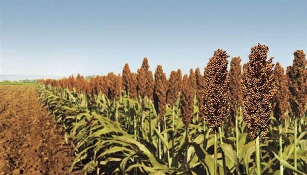 Sorgo - 5 segredos que você não sabe 2 Descubra o sorgo, um dos cereais mais cultivados no mundo