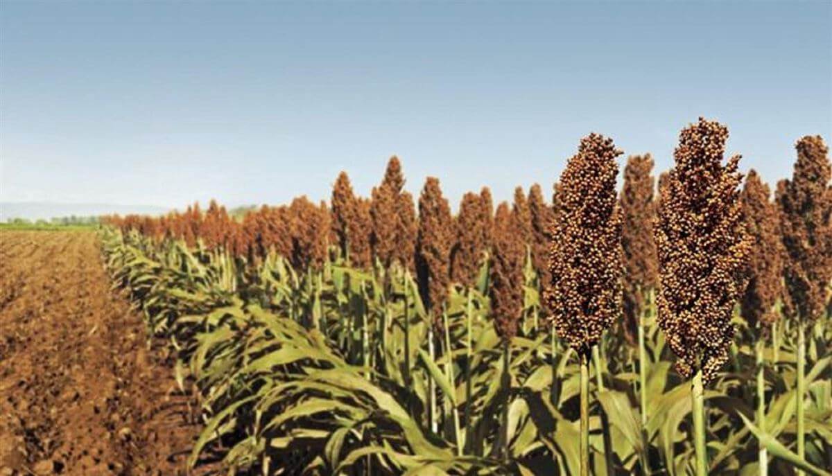 Sorgo - 5 segredos que você não sabe 1 Sorgo – 5 segredos que você não sabe