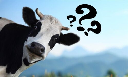Www.milkpoint.com Vaca- Descubra Agora 7 Doenças Que Matam Vacas De Leite