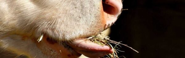 pecuaristas estão usando mais cereais de inverno na nutrição de bovinos