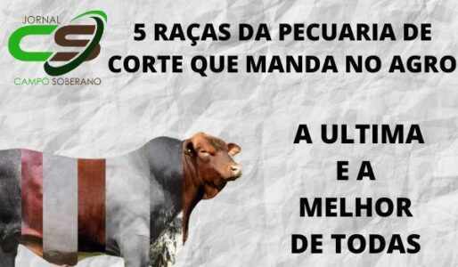 5 Raças do Gado de Corte que Manda No Campo