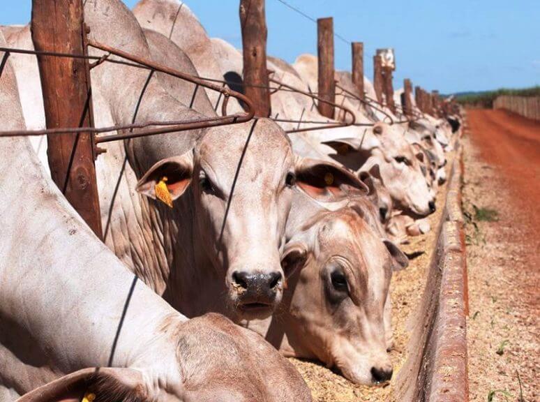 Custos impedem aumento do confinamento em 2022, que deve atingir 6 milhões de bovinos
