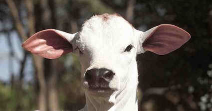 A Pergunta exata e O Preço do Bezerro Esta No Fundo Do Poço ?