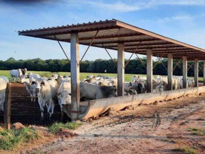 alimentar gado de corte saiba detalhes