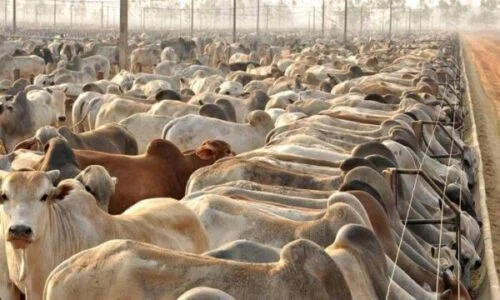 Arroba do Boi Cai de Elevador mas Ja Esta Subindo de Foquete 2 Arroba do Boi Cai de Elevador mas Ja Esta Subindo de Foquete