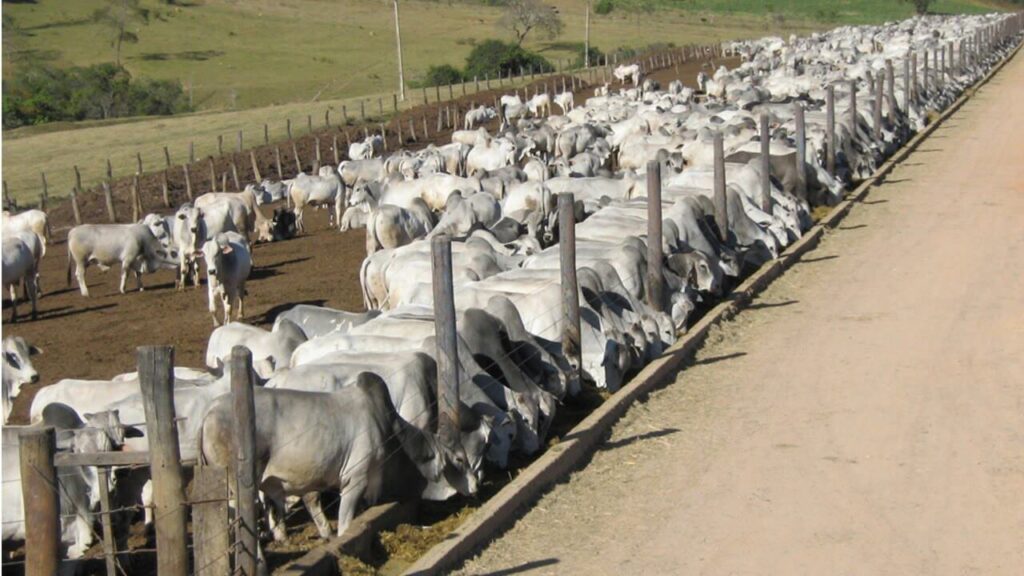 Boi Gordo em Alta - Preço Futuro Recuando Saiba Motivos 2 Boi Gordo em Alta - Preço Futuro Recuando Saiba Motivos