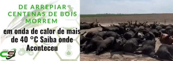 Centenas de bois morrem Com calor onde Aconteceu ?