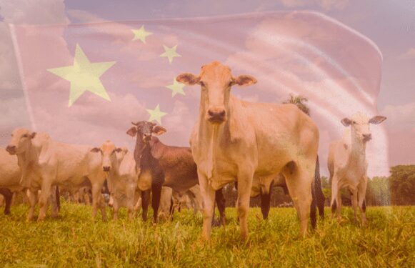 China Volta as Compras e as Novilhas São as Peças da Vez