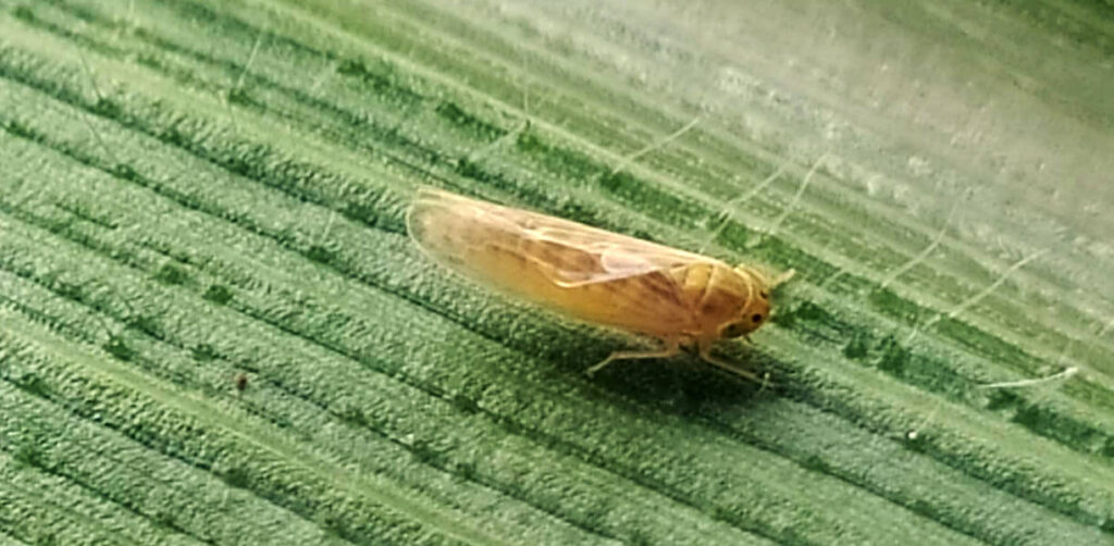 Biológicos mudam o perfil de controle da cigarrinha