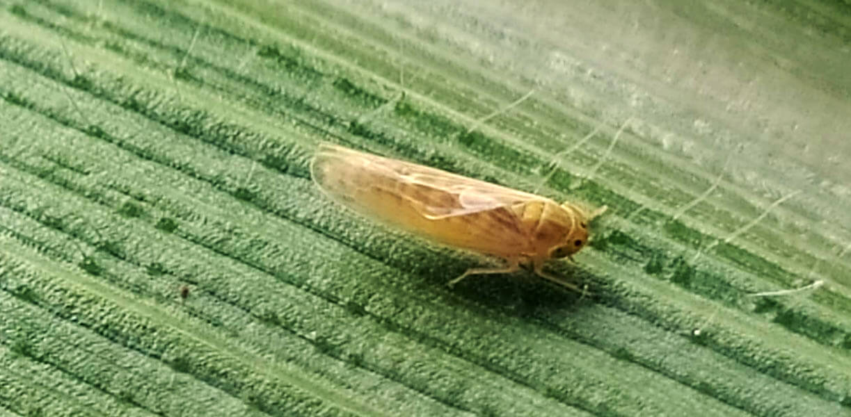Biológicos mudam o perfil de controle da cigarrinha