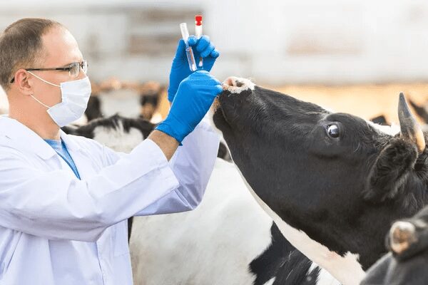 Vaca- Descubra Agora 7 Doenças Que Matam Vacas De Leite