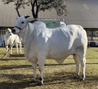 Leilão Vende Vaca Por R$5,7 M E Supreende Ate Quem Vendeu