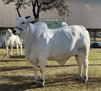 Leilão Vende Vaca Por R$5,7 M E Supreende Ate Quem Vendeu