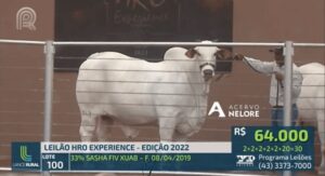 Leilão Vende Vaca Por R$5,7 M E Supreende Ate Quem Vendeu