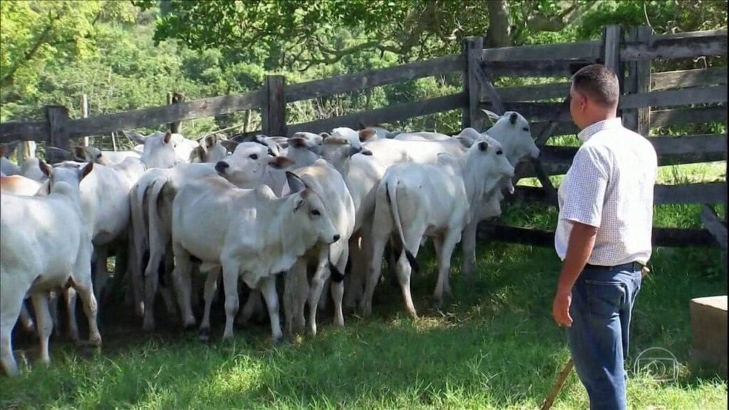 Bezerro Dispara e Bate Recorde