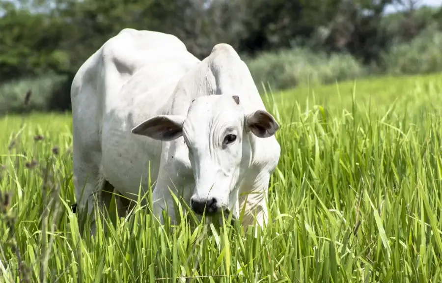 Manejo e pastejo para produção de leite a pasto: interação planta x animal.