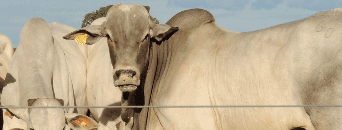Boi Gordo Com preços Elevados Ate Quando ?