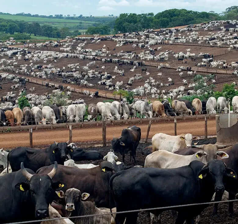 Boi Gordo Seguira Firme ? Veja se Ja e hora de vender
