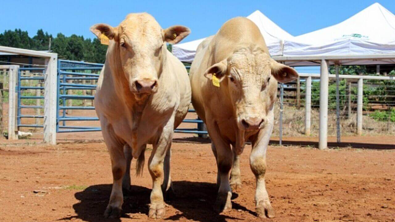 Cruzamento de Canchim Com Angus e Senepol 1 Cruzamento de Canchim Com Angus e Senepol