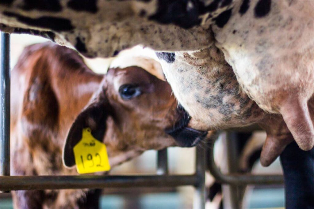 Estação de monta de gado com alta taxa de prenhez