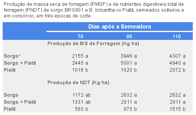 Sorgo Da Certo Com Brachiaria ou Panicum