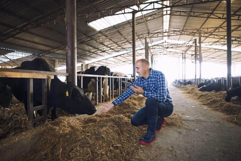 Leite Dispara 62% Embrapa Explica Motivo