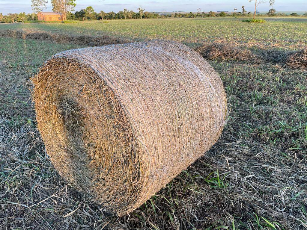 Produção de Feno – Como ter Sucesso