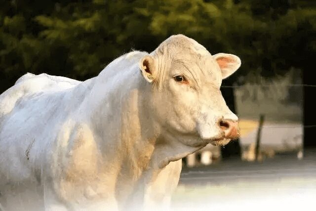 RAÇA CANCHIM É IMBATÍVEL NO CRUZAMENTO INDUSTRIAL 1 RAÇA CANCHIM É IMBATÍVEL NO CRUZAMENTO INDUSTRIAL