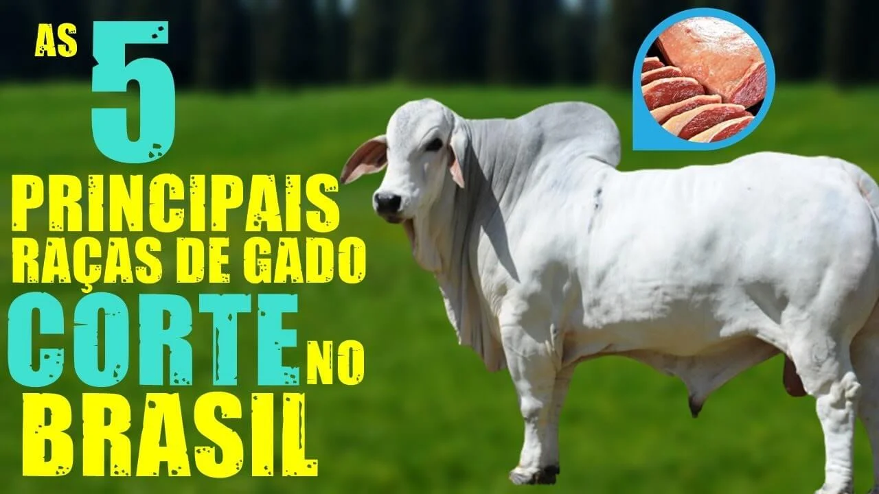 Raças para gado de corte: 5 melhores para criar