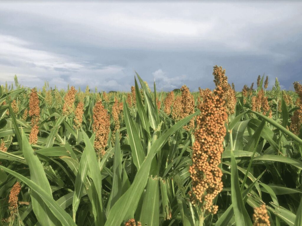 sorgo da certo com brachiaria ou panicum