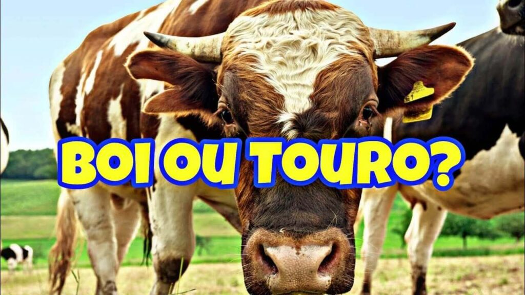 Touro ou Boi Você Conhece A Diferença ?